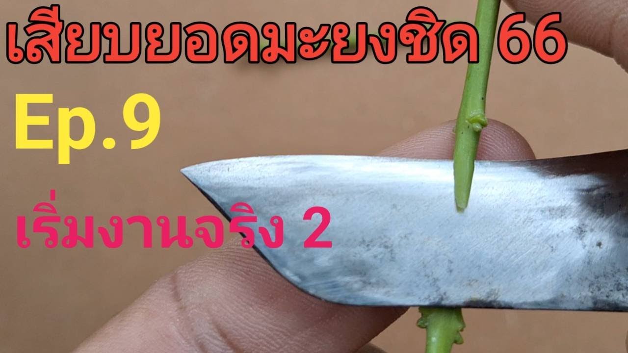 เสียบยอดมะยงชิด 66 Ep.9 ดูยอดปาดแผลยอดพันธุ์ดี