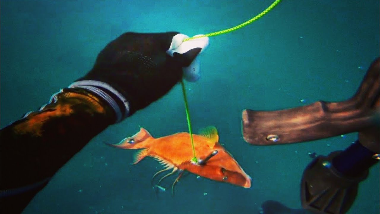 Hogfish Ceviche! Spearfishing Newport Richey YouTube