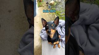 Hello 2024  best version of a Miniature Pinscher  #miniaturepinscher #minpin #dogshorts #2024