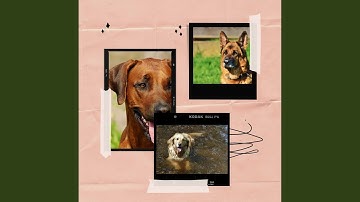 Sprightly Music for Lazy Puppy Afternoons