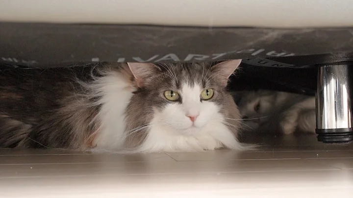 Video 1050821: norwegian forest cat, tabby white norwegian, norwegianforestcat cat, blue tabby white, cat chasing