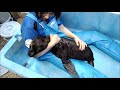 【アシカ】赤ちゃんはやぱり甘えん坊(伊勢シーパラダイス/水族館)