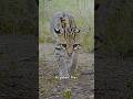She has hidden her kittens to hunt alone. #wildlife #animals #shorts #trending