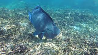 20180308 46 Malaysia Perhentian Islands Snorkeling Trip 2 Rawa Island 003