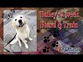 1yo Golden Retriever (Bailey) I Puppy Obedience I Best Dog Trainers in Delaware 1yo Golden Retriever (Bailey) I Puppy Obedience I Best Dog Trainers in Delaware
