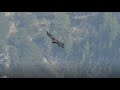 Beeindruckender Flug von Wally | LBV Bartgeier 2021