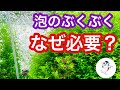 【真実】水草水槽にエアレーションが必要な理由知ってますか?