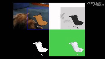 Segmentation of Spatial-Temporal Volumes: DogAndCat