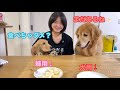 自分達の梨は食べちゃったけど、もうちょい押せば姉の梨も食べられると信じきってるダブルゴールデン【ゴールデンレトリバーとミニチュアダックスフンド】
