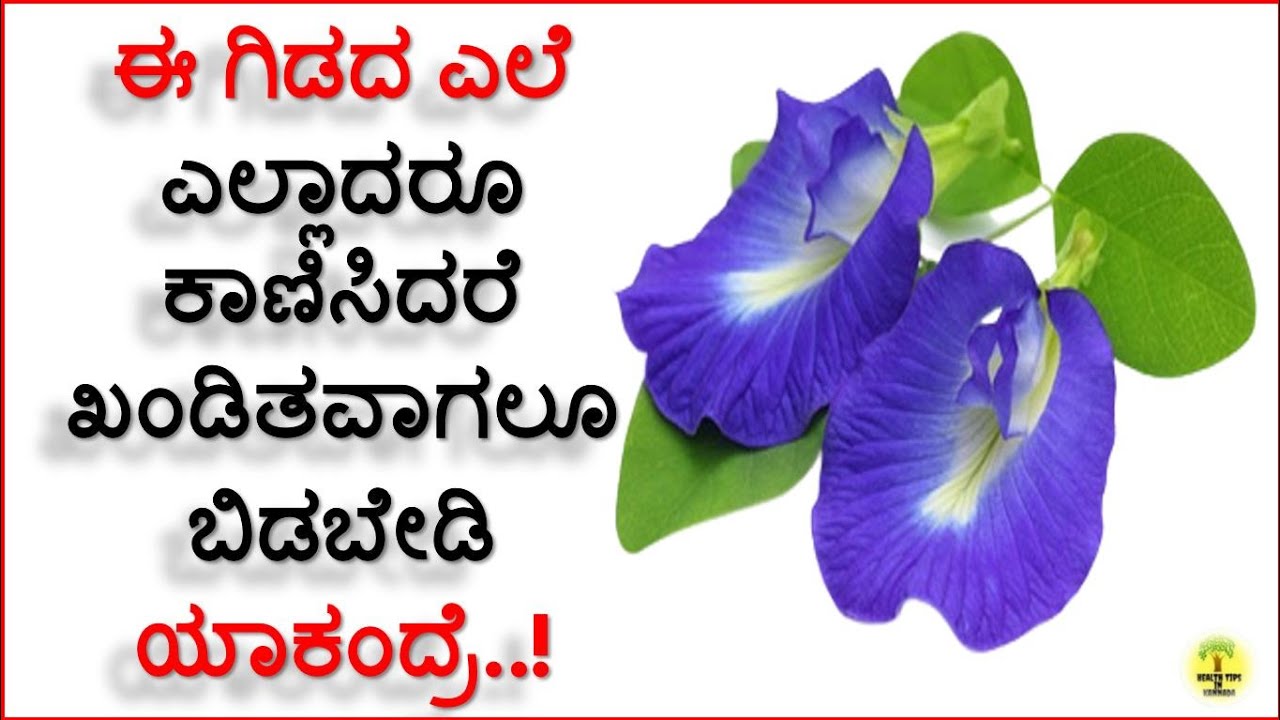 ಶಂಖ ಪುಷ್ಪ ಔಷಧೀಯ ಗುಣಗಳು | Health Benefits of Shankapushpa (Clitoria Ternatea,Butterfly Pea)in kannada