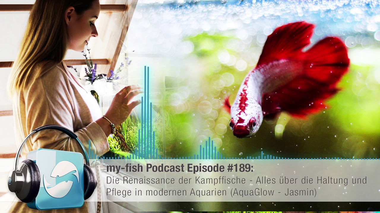 my-fish.org - Die Renaissance der Kampffische (AquaGlow - Jasmin)