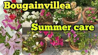 Bougainvillea Summer care//How to Grow and Care Bougainvillea Plant in Summer