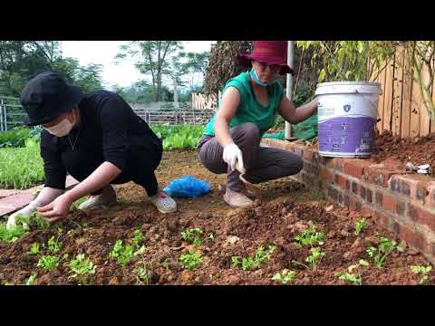 Video: Trồng cây giống cần tây vào năm 2020 âm lịch