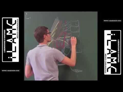Anatomie de l&rsquo;artère sub-clavière droite - Dr Mathieu Laurentjoye