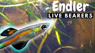 The PERFECT Beginner Fish for your aquarium - Endler Livebearers