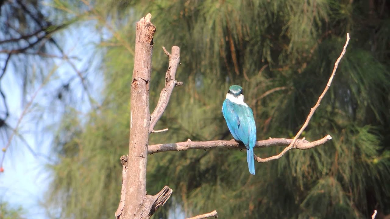 Burung Cekakak Urang Urangan Raja Udang Warna Biru Yang