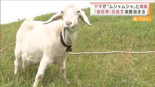 ヤギが草食べ脱炭素　東京ガス「小さいことから」(2021年10月19日)