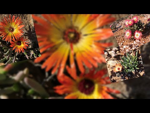 Video: Njega Coreopsis zimi - Savjeti za prezimljavanje biljaka Coreopsis