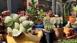 Rarest Cacti and Euphorbia at this shop!