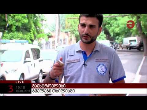 რა სახეობის გველებია თბილისში გავრცელებული? - შოთა ზანდუკელი მაესტროელებში