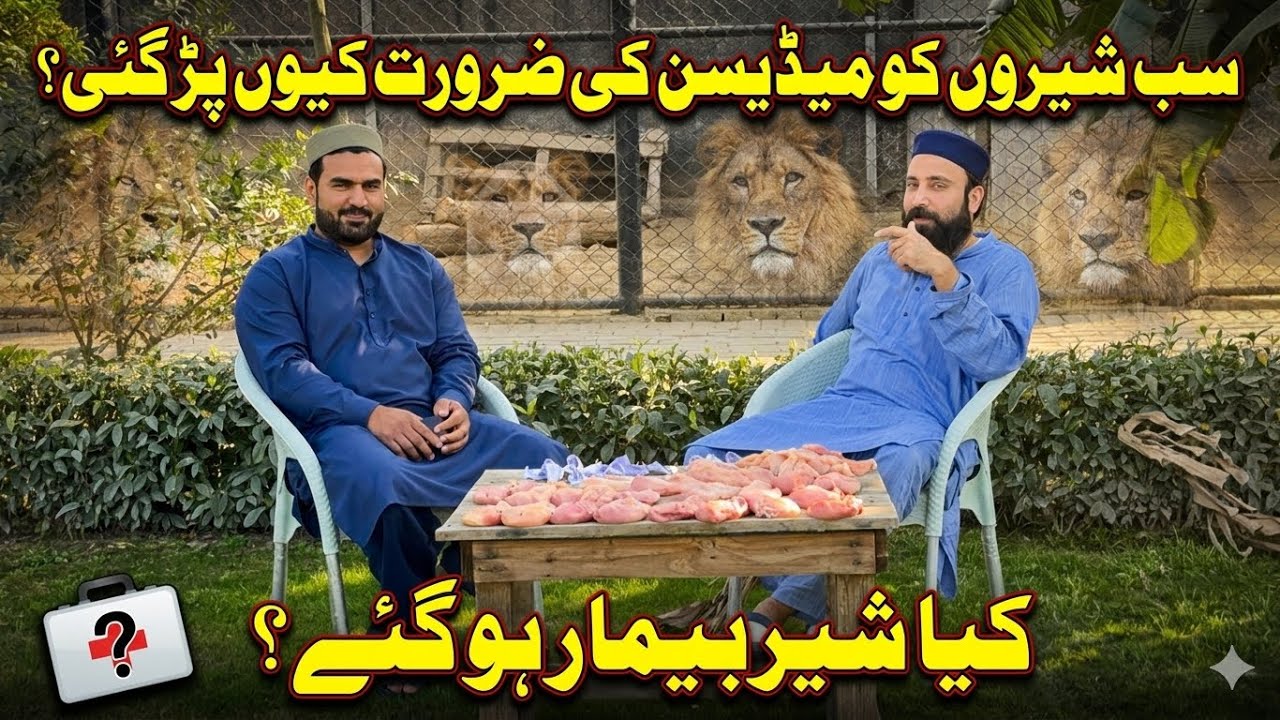 “Emergency Treatment “ سب  شیروں کو کیا ہوا ؟