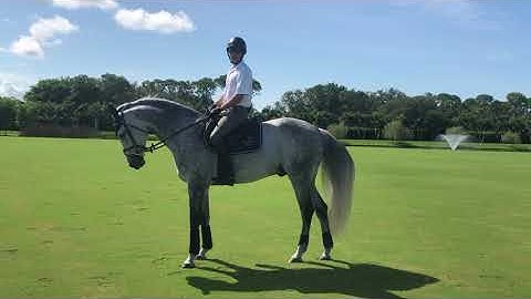 At Home with Glebeigh Farm | Transitions Between and Within Gaits