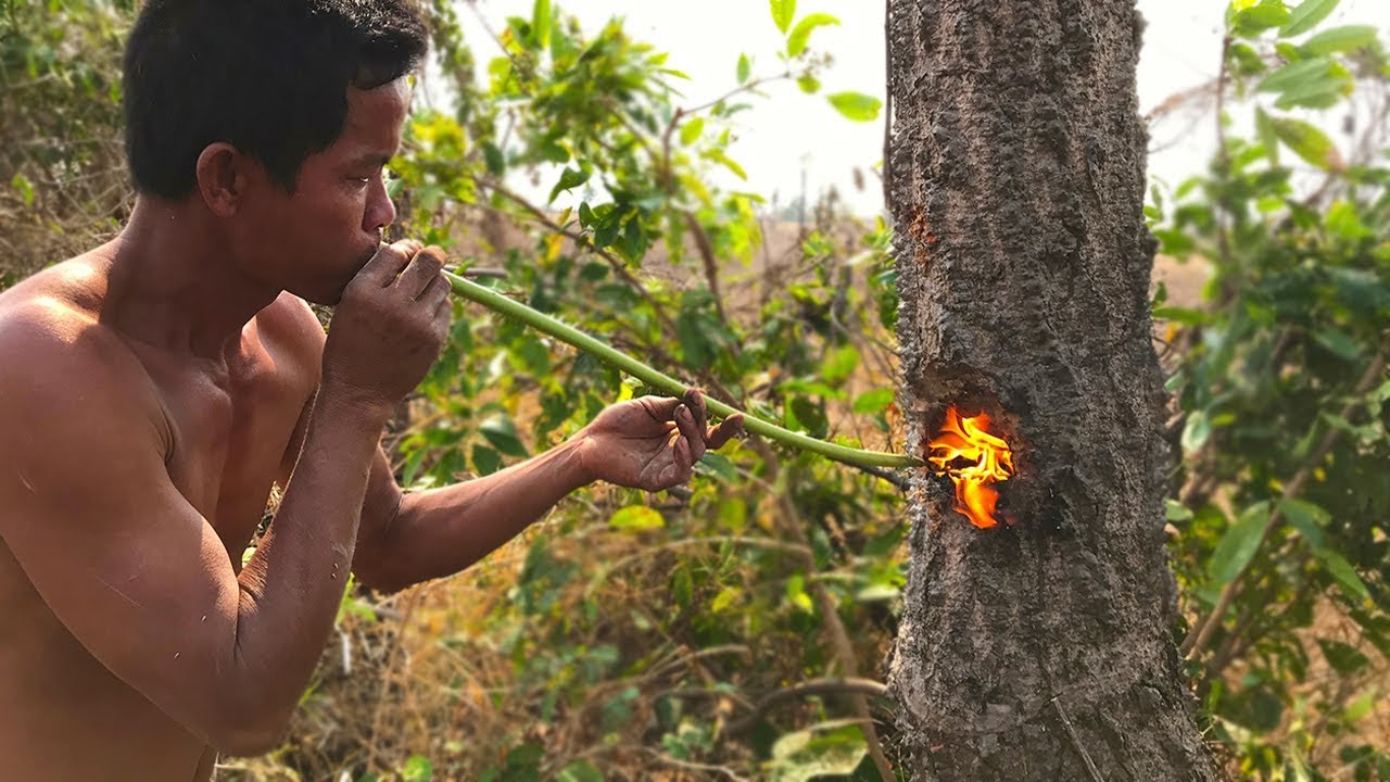 Primitive Culture: Nature Cut Tree Using Fish Oil and Tree Resin