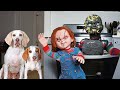 Dogs Melt Chucky in Oven: Cute Puppy Indie & Funny Dogs Maymo & Potpie vs Chucky Prank!