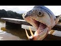 8 ужасающих существ реки Амазонка