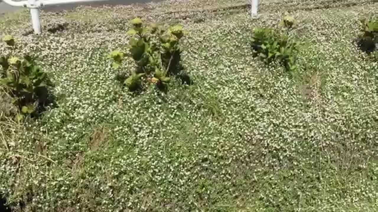 雑草対策はクラピアでグランドカバー Youtube