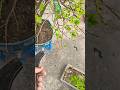 Har plant special h #trending #garden #terracegardenindia #plantsofindia #youtubeshorts #viral#love