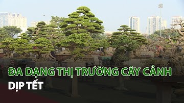 Đa dạng Thị Trường Cây Cảnh dịp Tết| VTC14