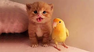 🐳🦋Cute Pets And Funny Animals Compilation🦋🐳