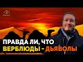 Правда ли, что верблюды - дьяволы?