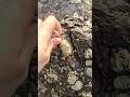 There are oysters all over these rocks!! #beautyseashell #oysters #shell #shorts