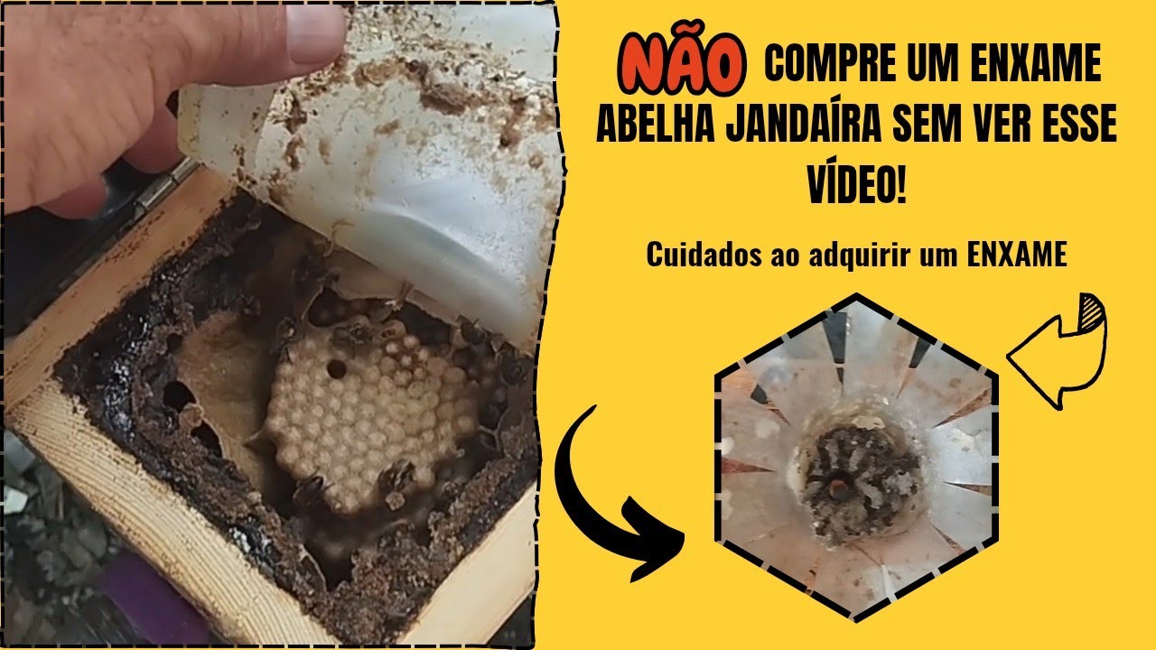 NÃO COMPRE ENXAME DE ABELHA JANDAÍRA,SEM VER ESSE VÍDEO ANTES