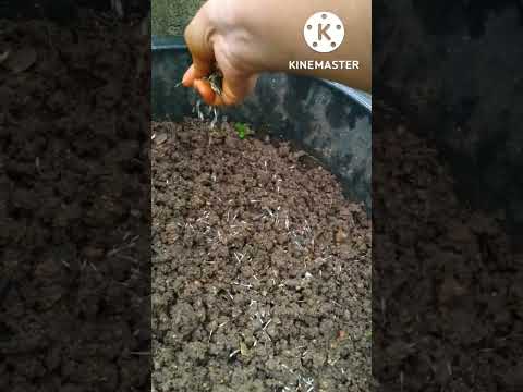 Video: Cape Marigold -siemenet: Opi niemen kehäkukkakasvien lisäämisestä