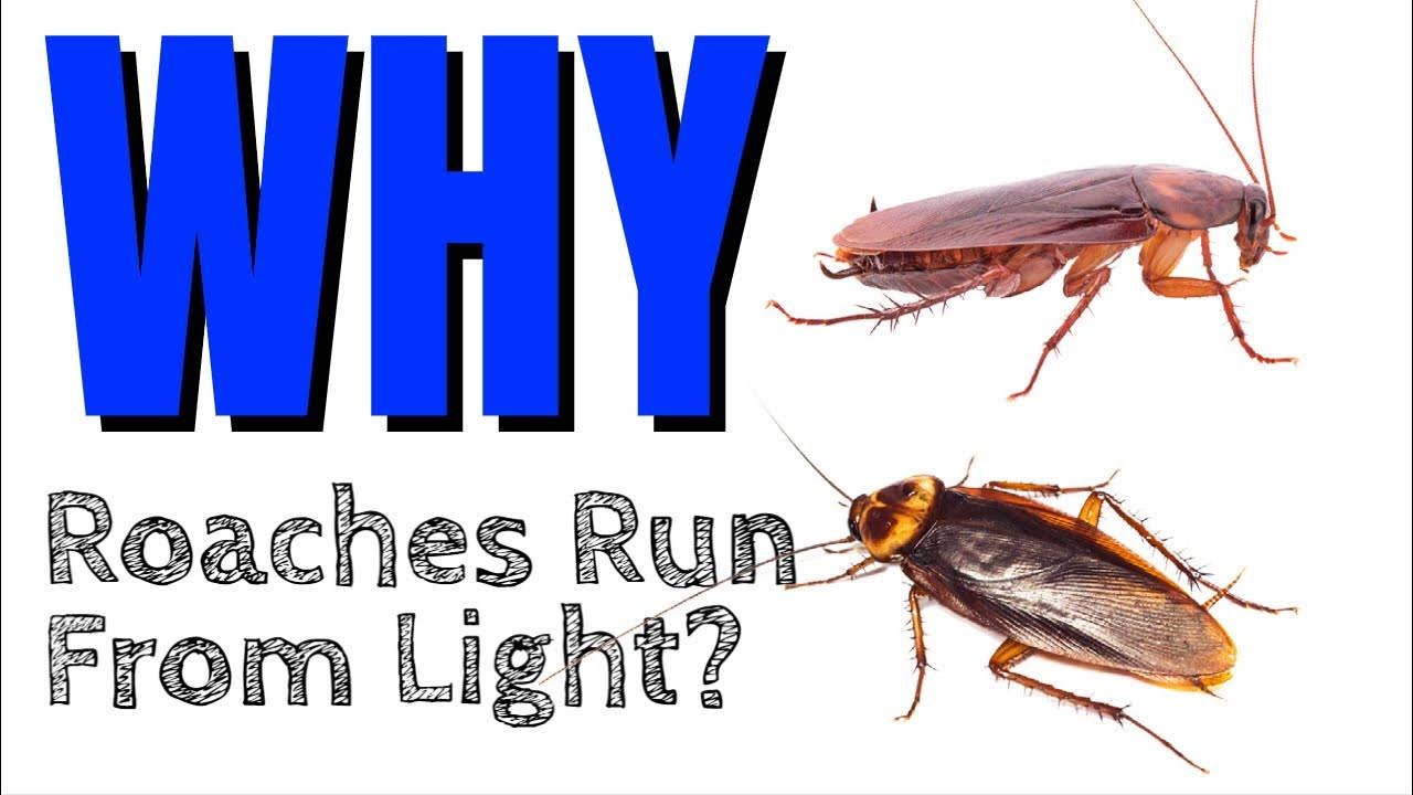 Do Cockroaches Come From Air Vents