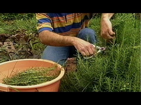 Vídeo: Colheita De Plantas