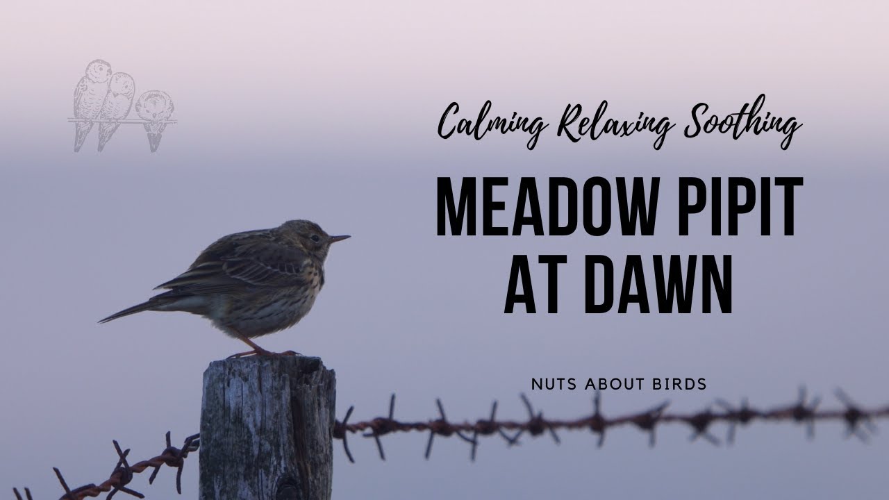 Meadow Pipit At Dawn 
