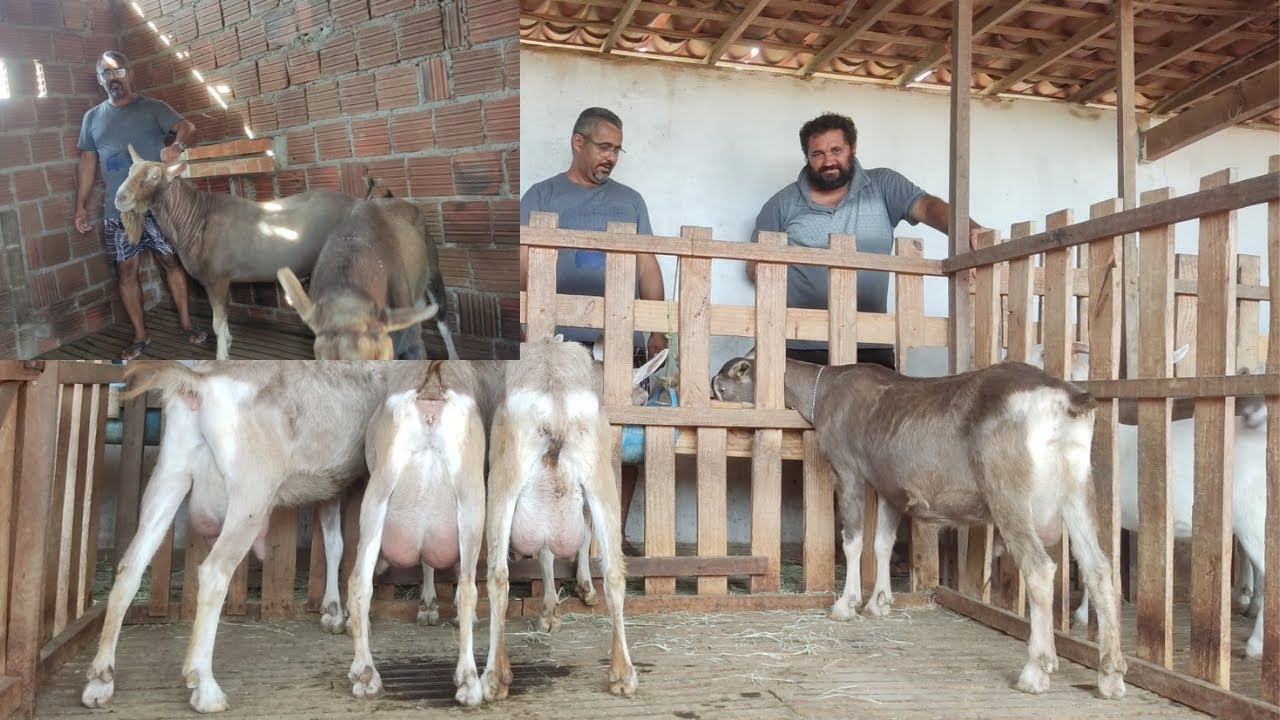 Visitando o capril do Márcio alcantil paraíba +55 83 8820-1510