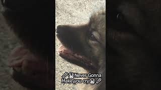 [Doggy version] rickroll #Short