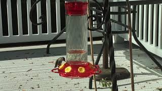 DIY Sugar Water for Hummingbirds