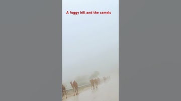 Thumbnail of Foggy mountain and the camels 🐪..! #adventure  #travel