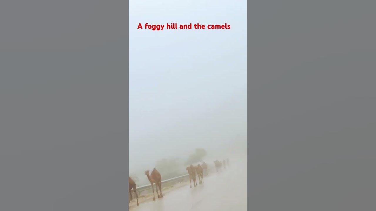 Foggy mountain and the camels 🐪..! #adventure  #travel