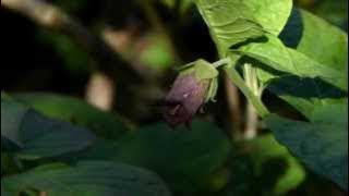 Deadly nightshade, Atropa belladonna, 1-to-1