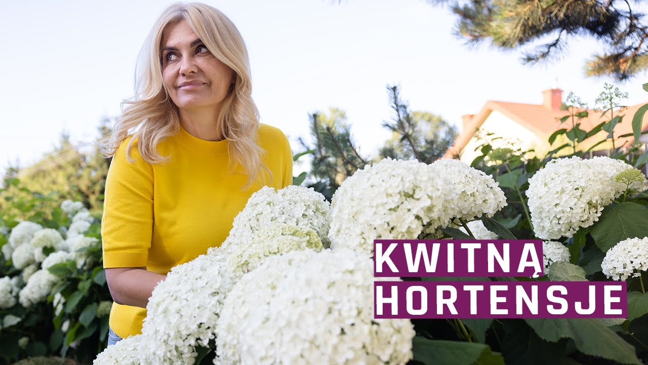 Spacer po ogrodzie - kwitną hortensje Annabelle - hortensje - podpory, nawożenie, niedobory