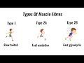 Types of muscle fibres - fast twitch, slow twitch (GCSE PE)