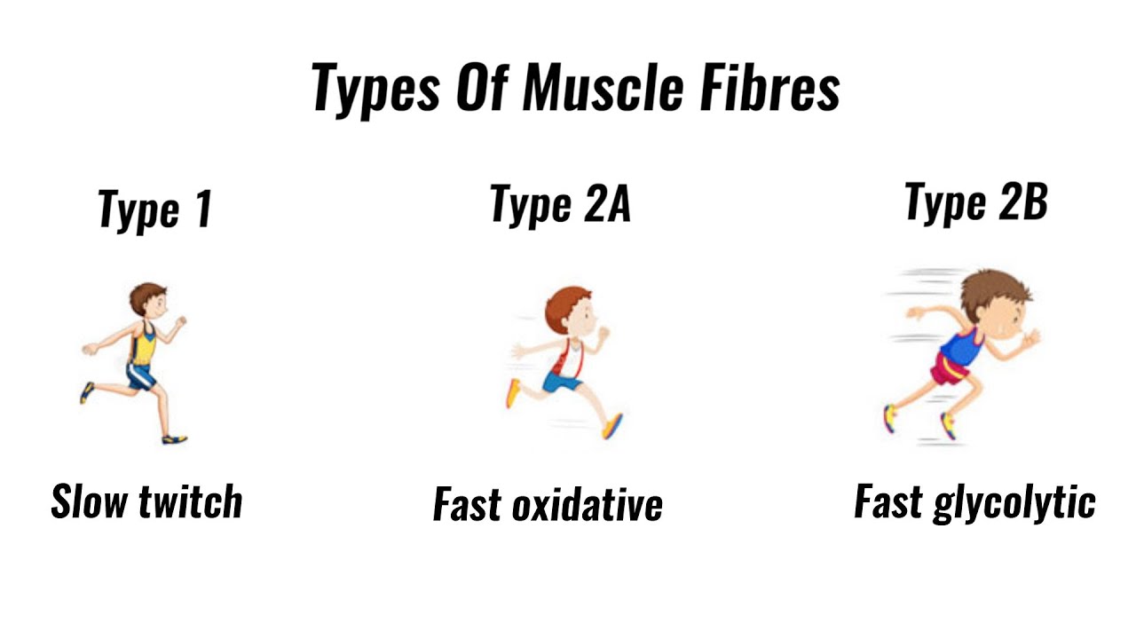 Types Of Muscle Fibres - Fast Twitch, Slow Twitch (Gcse Pe)