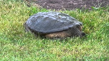 Snapping Turtle Nesting
